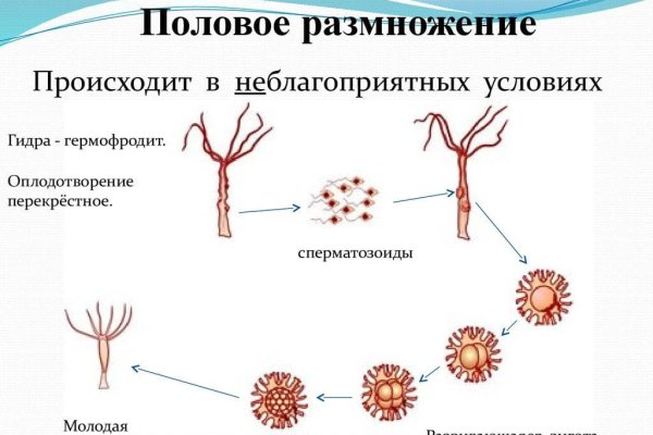 Ссылка на кракена для тора